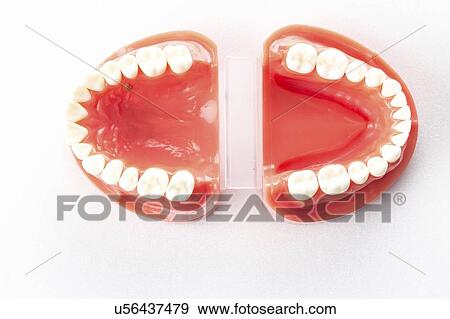 Dental model of teeth. View Large Photo Image Stock Photo - Dental model of teeth.. Fotosearch