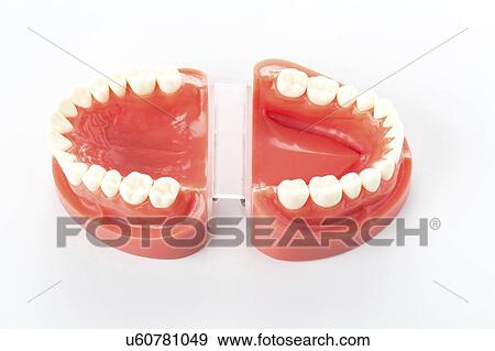 Stock Photo - Dental model of teeth.. Fotosearch