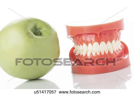 Dental model of teeth with apple. View Large Photo Image Stock Photo - Dental model of teeth with apple.. Fotosearch