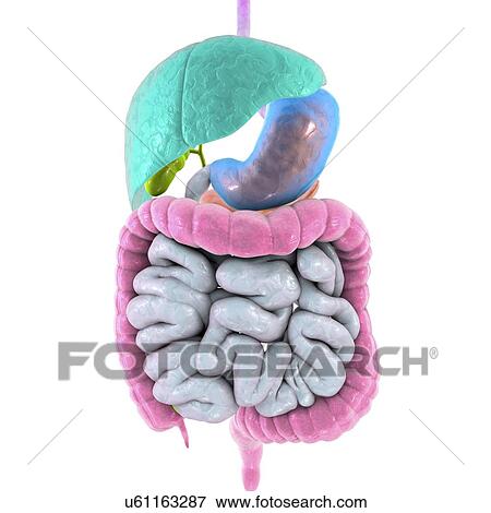 Digestive system, computer illustration. Digestion is the process where food is converted into a soluble form so that it can be absorbed. In the mouth (not shown) food is chewed and coated in saliva. The food is swallowed and passes down the... View Large Photo Image Stock Photo - Digestive system, computer illustration. Digestion is the process where food is converted into a soluble form so that it can be absorbed. In the mouth (not shown) food is chewed and coated in saliva. The food is swallowed and passes down the.... Fotosearch