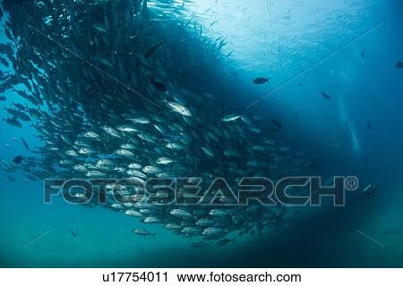 Diver swimming with school of jack fish, underwater view, Cabo San Lucas, Baja California Sur, Mexico, North America View Large Photo Image Stock Image - Diver swimming with school of jack fish, underwater view, Cabo San Lucas, Baja California Sur, Mexico, North America. Fotosearch