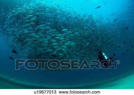 Diver swimming with school of jack fish, underwater view, Cabo San Lucas, Baja California Sur, Mexico, North America View Large Photo Image Stock Image - Diver swimming with school of jack fish, underwater view, Cabo San Lucas, Baja California Sur, Mexico, North America. Fotosearch