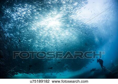 Stock Image - Diver swimming with school of jack fish, underwater view, Cabo San Lucas, Baja California Sur, Mexico, North America. Fotosearch