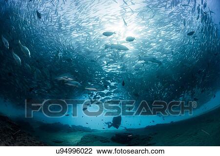 Stock Image - Diver swimming with school of jack fish, underwater view, Cabo San Lucas, Baja California Sur, Mexico, North America. Fotosearch