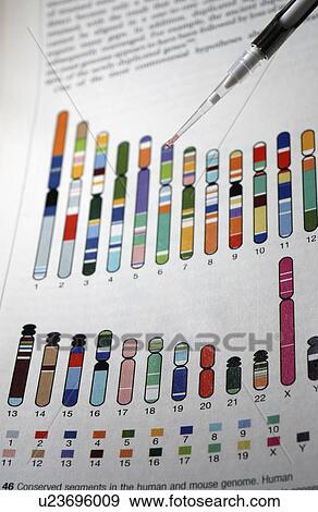 Stock Photo - DNA (deoxyribonucleic acid) research with chromosome reference in the background.. Fotosearch