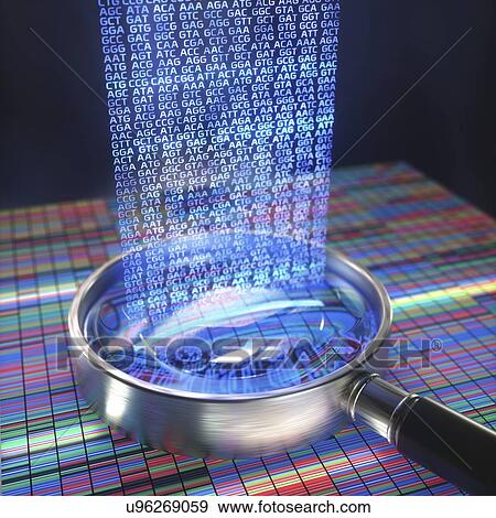 DNA (deoxyribonucleic acid) sequencing and magnifying glass, illustration. View Large Photo Image Stock Photo - DNA (deoxyribonucleic acid) sequencing and magnifying glass, illustration.. Fotosearch