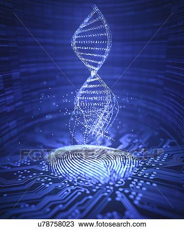 DNA (deoxyribonucleic acid) structure, illustration. View Large Photo Image Stock Image - DNA (deoxyribonucleic acid) structure, illustration.. Fotosearch