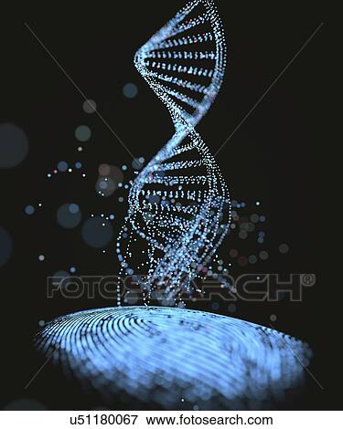 Stock Photo - DNA (deoxyribonucleic acid) structure, illustration.. Fotosearch