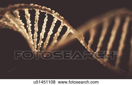 DNA (deoxyribonucleic acid) structure, illustration. View Large Photo Image Stock Photo - DNA (deoxyribonucleic acid) structure, illustration.. Fotosearch