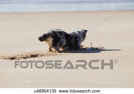Stock Photography - Dog digging sand on beach. Fotosearch