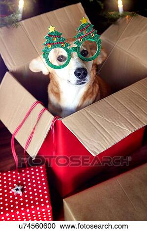Dog in box, wearing Christmas tree eyeglasses View Large Photo Image Stock Image - Dog in box, wearing Christmas tree eyeglasses. Fotosearch