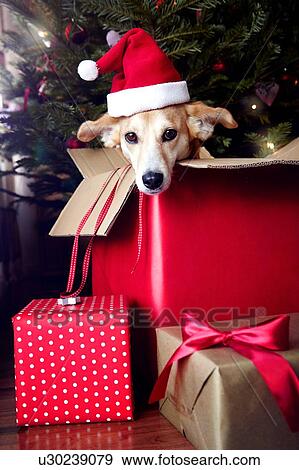 Stock Photo - Dog in box, wearing Santa hat. Fotosearch