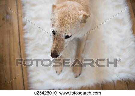 Dog lying on fluffy rug, elevated view View Large Photo Image Stock Image - Dog lying on fluffy rug, elevated view. Fotosearch