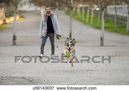 Dog running in park ahead of male owner View Large Photo Image Stock Photo - Dog running in park ahead of male owner. Fotosearch