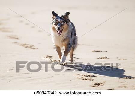 Stock Image - Dog running on beach. Fotosearch