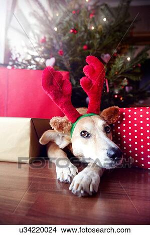 Dog wearing Christmas reindeer antlers View Large Photo Image Picture - Dog wearing Christmas reindeer antlers. Fotosearch