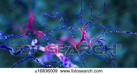 Stock Photo - Dopaminergic neuron, computer illustration. Dopaminergic neurons are brain cells whose primary neurotransmitter is dopamine. Degeneration of these cells leads to the symptoms of Parkinson's disease. These symptoms include tremor, muscular rigidity,.... Fotosearch