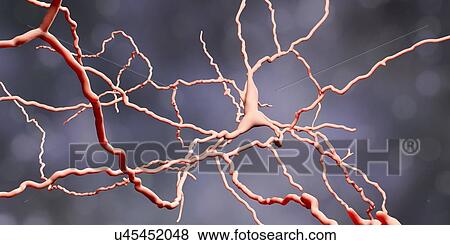 Stock Photo - Dopaminergic neuron, computer illustration. Dopaminergic neurons are brain cells whose primary neurotransmitter is dopamine. Degeneration of these cells leads to the symptoms of Parkinson's disease. These symptoms include tremor, muscular rigidity,.... Fotosearch