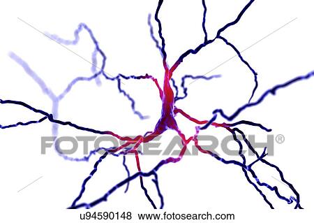 Stock Photo - Dopaminergic neuron, computer illustration. Dopaminergic neurons are brain cells whose primary neurotransmitter is dopamine. Degeneration of these cells leads to the symptoms of Parkinson's disease. These symptoms include tremor, muscular rigidity,.... Fotosearch