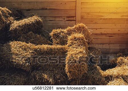 Stock Image - Dry baled hay.. Fotosearch