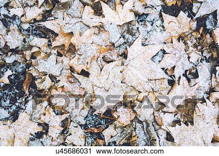 Dry maple leaves under snow. View Large Photo Image Stock Image - Dry maple leaves under snow.. Fotosearch