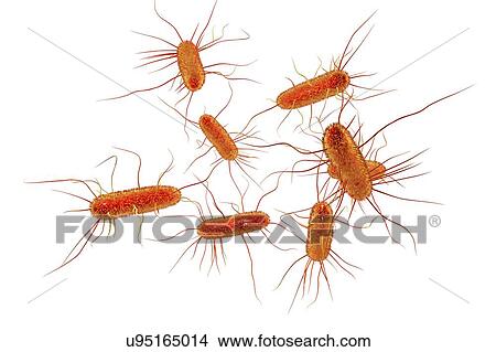 E. coli bacteria. Computer illustration of Escherichia coli bacteria. E. coli is a rod- shaped bacterium (bacillus). Its cell membrane is covered in fine filaments called pili or fimbriae. Hair-like structures called flagella at the rear of each... View Large Photo Image Picture - E. coli bacteria. Computer illustration of Escherichia coli bacteria. E. coli is a rod- shaped bacterium (bacillus). Its cell membrane is covered in fine filaments called pili or fimbriae. Hair-like structures called flagella at the rear of each.... Fotosearch
