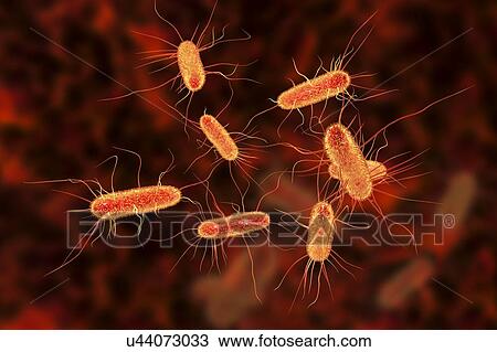E. coli bacteria. Computer illustration of Escherichia coli bacteria. E. coli is a rod- shaped bacterium (bacillus). Its cell membrane is covered in fine filaments called pili or fimbriae. Hair-like structures called flagella at the rear of each... View Large Photo Image Stock Image - E. coli bacteria. Computer illustration of Escherichia coli bacteria. E. coli is a rod- shaped bacterium (bacillus). Its cell membrane is covered in fine filaments called pili or fimbriae. Hair-like structures called flagella at the rear of each.... Fotosearch