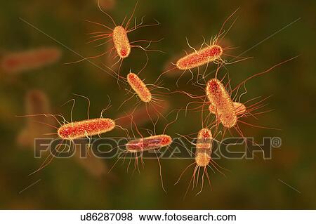 E. coli bacteria. Computer illustration of Escherichia coli bacteria. E. coli is a rod- shaped bacterium (bacillus). Its cell membrane is covered in fine filaments called pili or fimbriae. Hair-like structures called flagella at the rear of each... View Large Photo Image Stock Photo - E. coli bacteria. Computer illustration of Escherichia coli bacteria. E. coli is a rod- shaped bacterium (bacillus). Its cell membrane is covered in fine filaments called pili or fimbriae. Hair-like structures called flagella at the rear of each.... Fotosearch