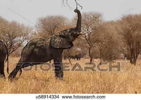 Picture - Elephant, Loxodonta africana, Tarangire National Park, Tanzania. Fotosearch