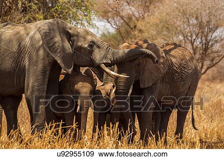 Elephant, Loxodonta africana, Tarangire National Park, Tanzania View Large Photo Image Stock Photo - Elephant, Loxodonta africana, Tarangire National Park, Tanzania. Fotosearch