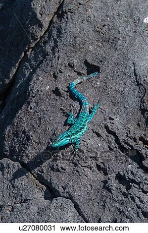 Endemic blue lizard, Clarion Island, Socorro, Baja California View Large Photo Image Stock Image - Endemic blue lizard, Clarion Island, Socorro, Baja California. Fotosearch