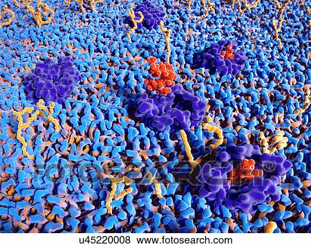 Stock Photo - Endorphin molecules binding to receptors, illustration. Endorphin molecules (red) binding to the delta opioid receptor (purple) on a cell membrane (blue). The endorphin shown here is met-enkephalin, also known as opioid growth factor (OGF). The opioid.... Fotosearch