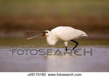 Stock Image - Eurasian spoonbill, or common spoonbill, (Platalea leucorodia) feeding. This wading bird is found in southern Eurasia, Europe and North Africa. It migrates to the tropics in winter. It inhabits marshy wetlands and feeds on fish, frogs and other.... Fotosearch