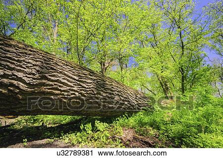 Stock Image - Fallen tree. Fotosearch