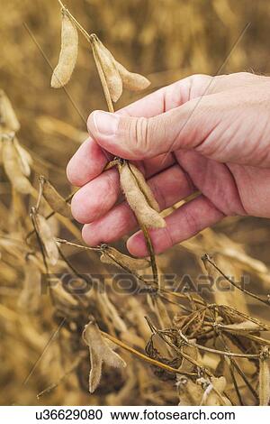 Farmer checking soy bean pods in field. View Large Photo Image Stock Image - Farmer checking soy bean pods in field.. Fotosearch