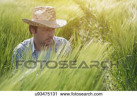 Farmer examining wheat ears in field. View Large Photo Image Stock Image - Farmer examining wheat ears in field.. Fotosearch