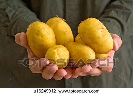 Stock Image - Farmer holding potatoes.. Fotosearch