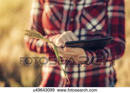 Stock Photo - Farmer using digital tablet.. Fotosearch