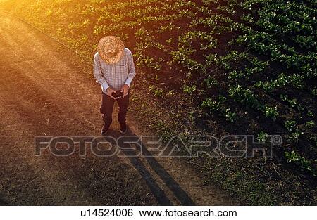 Stock Photograph - Farmer using drone in sugar beet field.. Fotosearch