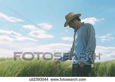 Farmer walking through a green wheat field. View Large Photo Image Picture - Farmer walking through a green wheat field.. Fotosearch