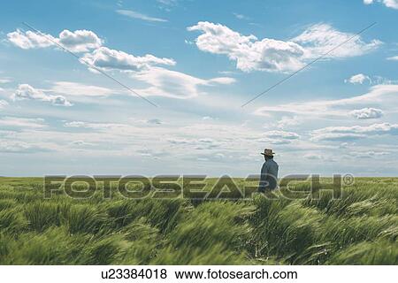 Farmer walking through a green wheat field. View Large Photo Image Stock Photo - Farmer walking through a green wheat field.. Fotosearch