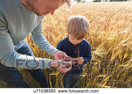 Father and son in wheat field examining wheat, Lohja, Finland View Large Photo Image Stock Image - Father and son in wheat field examining wheat, Lohja, Finland. Fotosearch