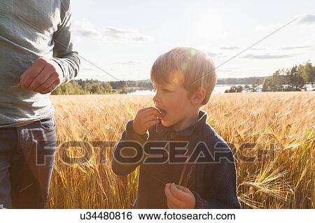 Stock Photograph - Father and son in wheat field tasting wheat, Lohja, Finland. Fotosearch