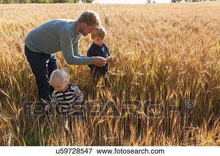 Father and sons in wheat field examining wheat, Lohja, Finland View Large Photo Image Stock Photo - Father and sons in wheat field examining wheat, Lohja, Finland. Fotosearch
