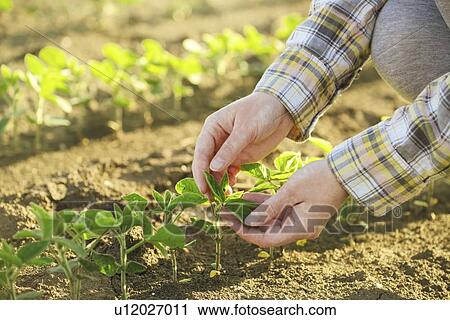 Female farmer tending to soybean seedlings. View Large Photo Image Stock Image - Female farmer tending to soybean seedlings.. Fotosearch