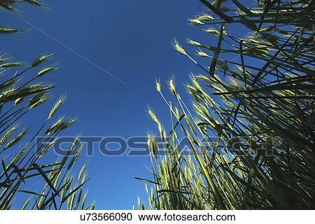 Stock Image - Field of barley, low angle view.. Fotosearch