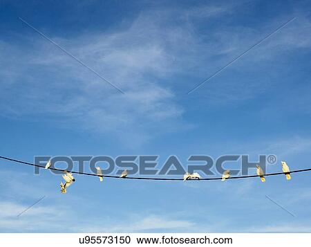 Stock Image - Flock of corellas (Cacatua sanguinea) perching on wire. Fotosearch