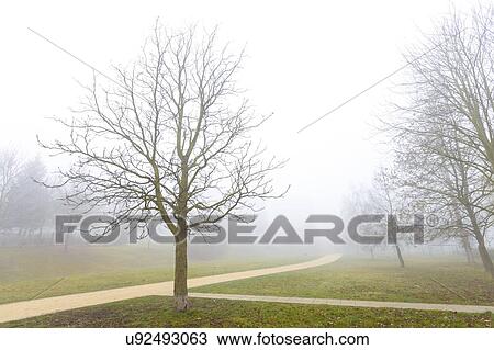 Foggy city park. View Large Photo Image Stock Image - Foggy city park.. Fotosearch