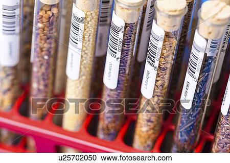Stock Image - Food samples in test tubes.. Fotosearch