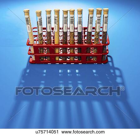 Stock Image - Food samples in test tubes.. Fotosearch
